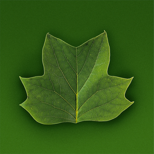 Spring Leaf (1)