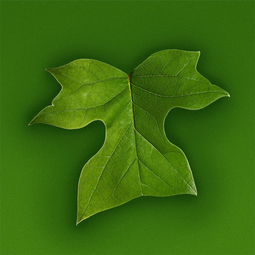 Spring Leaf (2)
