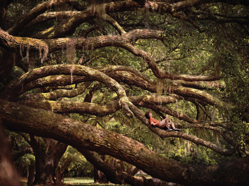 Boy in Tree