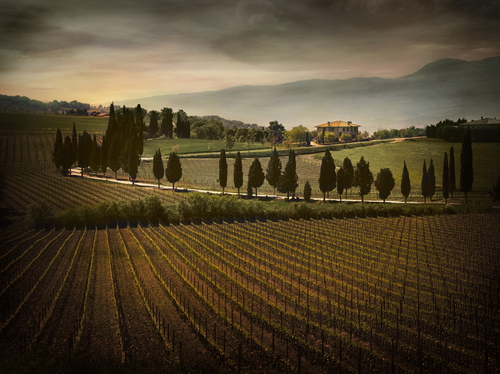 Capitoni Vineyard Estate, Tuscany