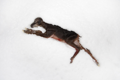 Muflon Fetus, Germany