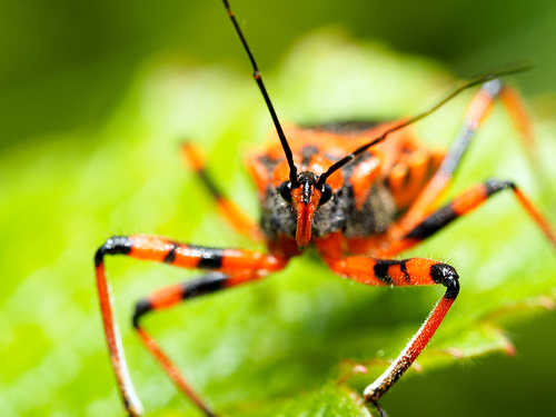 Assassin Bug 