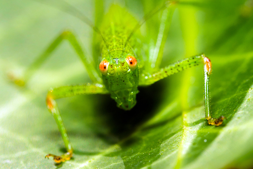 Cricket