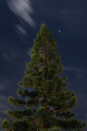 Araucaria