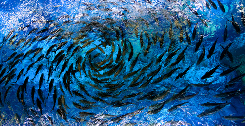 Swirl (2)