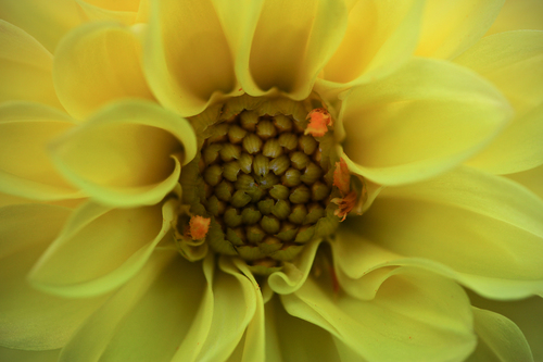 Dahlia