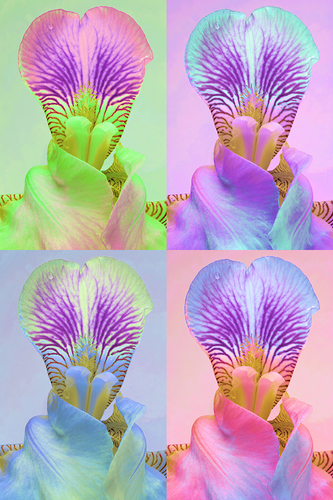 4 Flowers 4 Andy