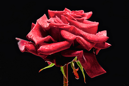 Rose_1
