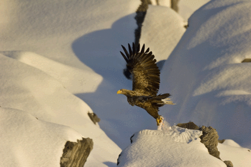 Whitetailed Sea Eagle