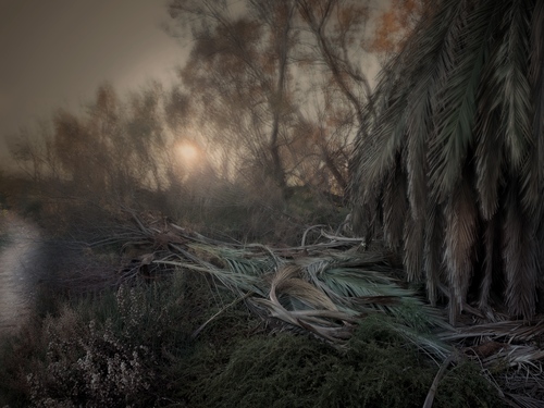 Bosque Mediterraneo 