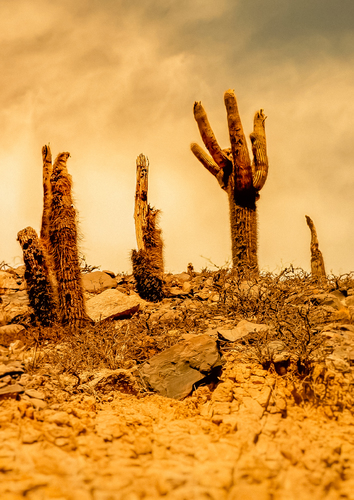 Hand to the sky