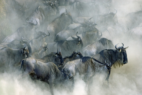 Wildebeest - Mara River