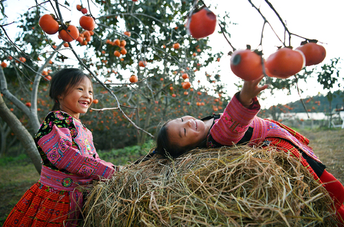 Persimmon groves