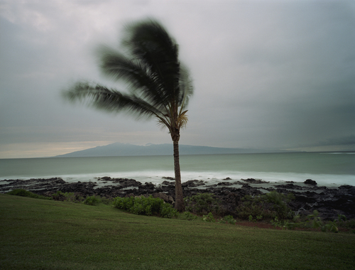 Palm Tree at Sunset