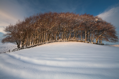 Snowy Wood