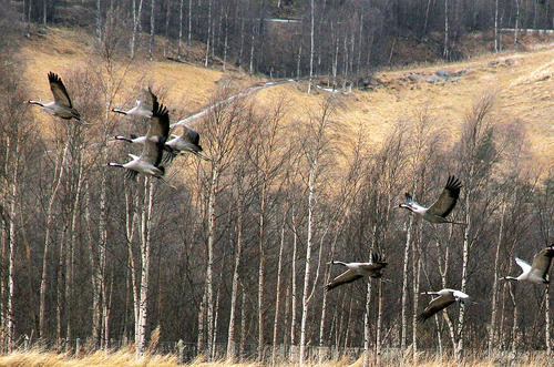 Cranes