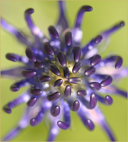 Phyteuma Orbiculata