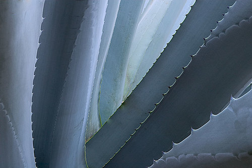 Century Blue