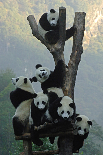 THE PANDA TREE