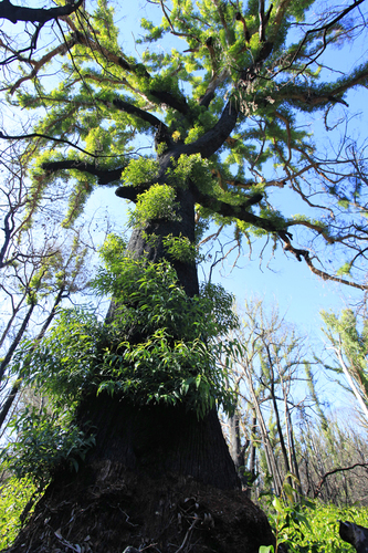 Eucalypt Fire Regeneration