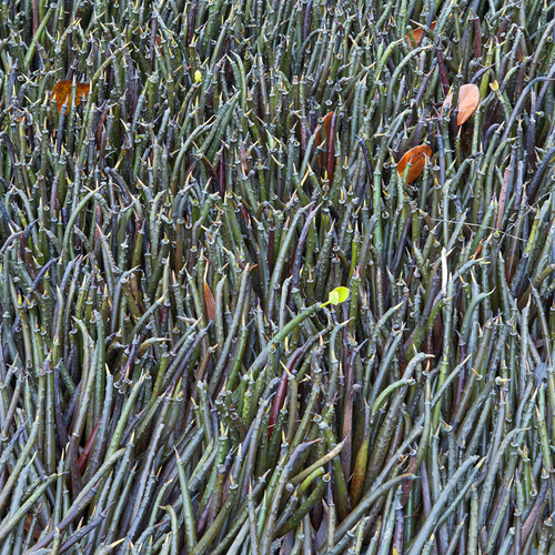 Mangrove Seeds