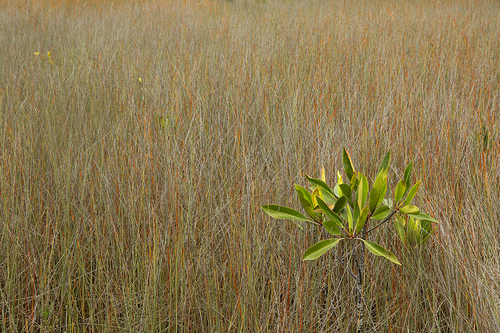 Mangrove