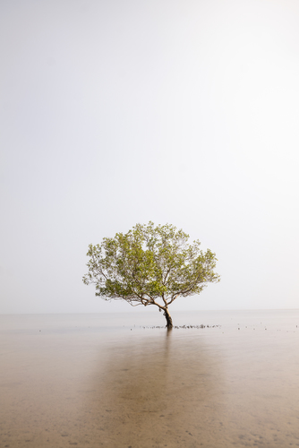 Misty Mangrove
