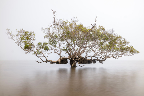 Sacred Mangrove #1