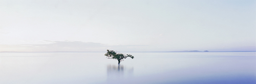 Grey Mangrove