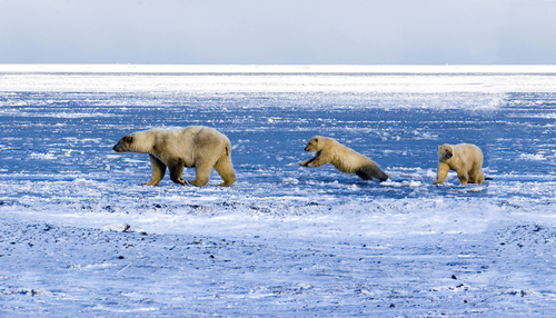 Polar Bear leap