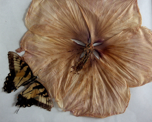 Beauty in Death