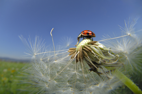 Harlequin ladybird