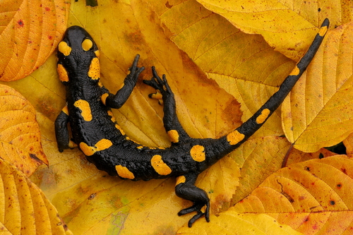 Autumn fashion