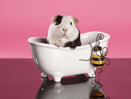 Bath