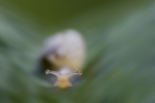 snail