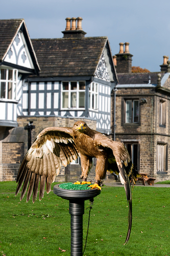 Eagle