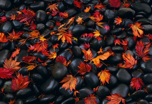 Autumn Moods
