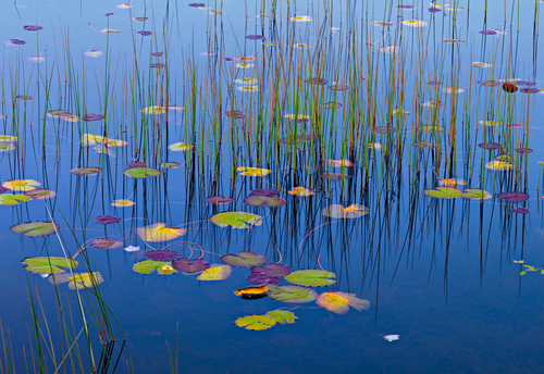 Lilies of the Pond