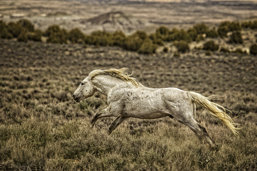 Band Stallion