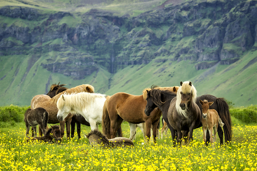 Heard In The Buttercups