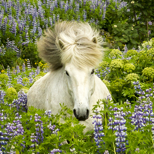 In The Lupine