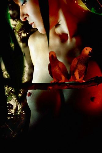 Parrots