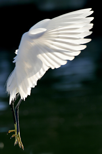 little_egret