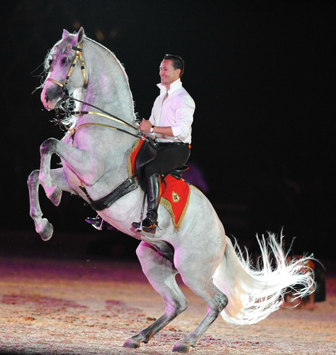 Horse Elegance