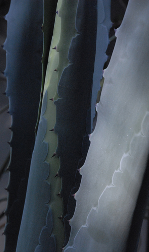 Agave #7