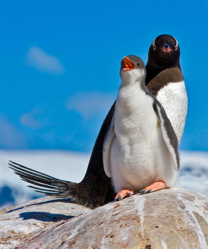 Hungry Gentoo Chick