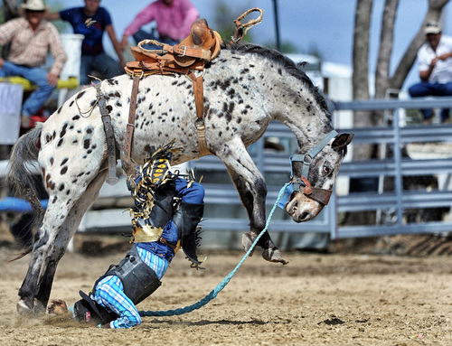 Wicked Horse