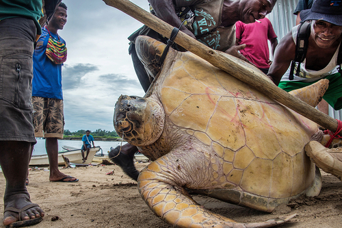 Turtle, Manus Island