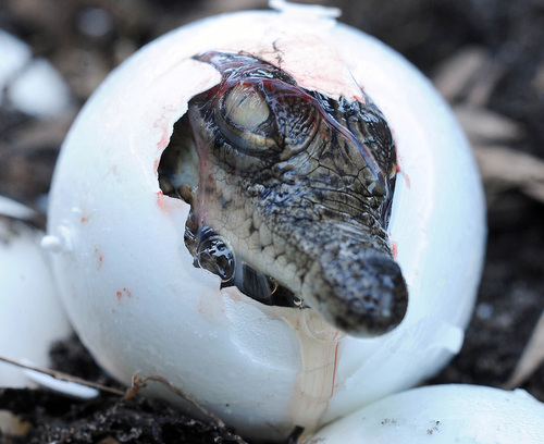 Birth Of Killer Croc
