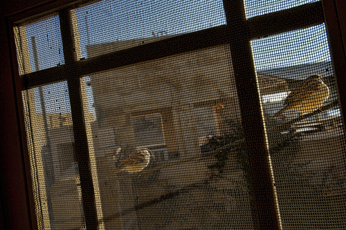 Birds